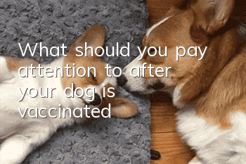 What should you pay attention to after your dog is vaccinated?