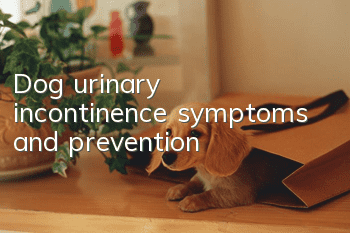 Dog urinary incontinence symptoms and prevention