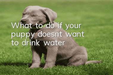 What to do if your puppy doesn’t want to drink water