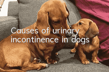 Causes of urinary incontinence in dogs