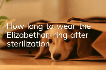 How long to wear the Elizabethan ring after sterilization
