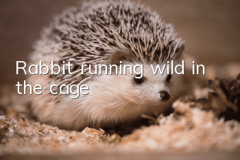 Rabbit running wild in the cage