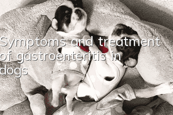 Symptoms and treatment of gastroenteritis in dogs