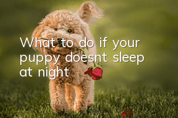 What to do if your puppy doesn’t sleep at night