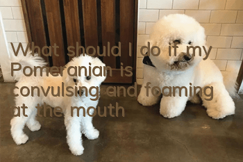 What should I do if my Pomeranian is convulsing and foaming at the mouth?