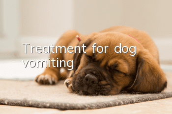 Treatment for dog vomiting