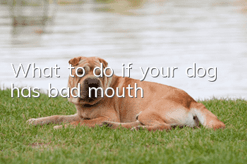 What to do if your dog has bad mouth