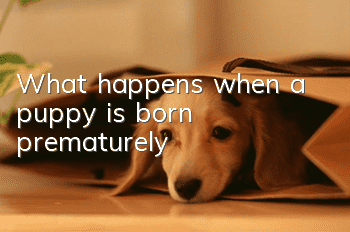 What happens when a puppy is born prematurely?