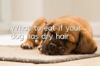 What to eat if your dog has dry hair