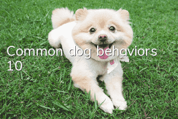 Common dog behaviors (10)
