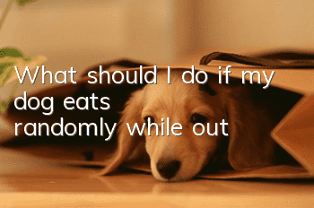 What should I do if my dog eats randomly while out?