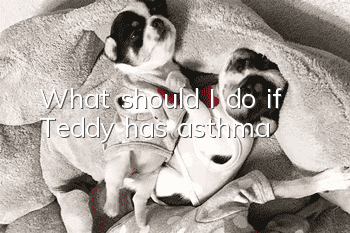 What should I do if Teddy has asthma?