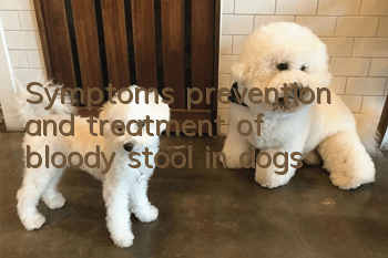 Symptoms, prevention and treatment of bloody stool in dogs