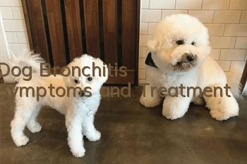 Dog Bronchitis Symptoms and Treatment