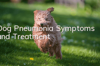 Dog Pneumonia Symptoms and Treatment