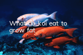 What do koi eat to grow fat?