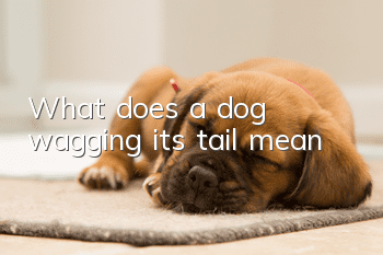 What does a dog wagging its tail mean?