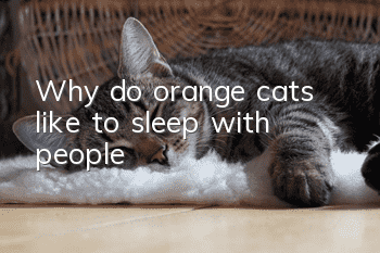 Why do orange cats like to sleep with people?