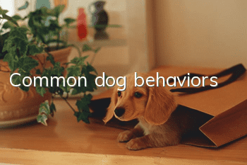 Common dog behaviors