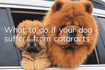 What to do if your dog suffers from cataracts