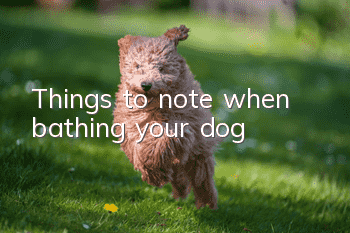 Things to note when bathing your dog