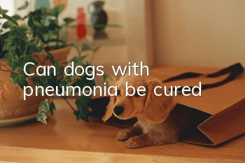 Can dogs with pneumonia be cured?