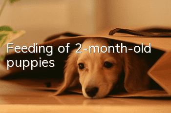 Feeding of 2-month-old puppies