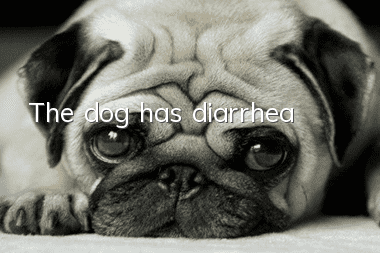The dog has diarrhea