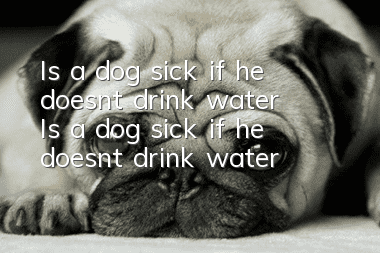 Is a dog sick if he doesn’t drink water? Is a dog sick if he doesn’t drink water?