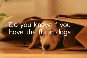 Do you know if you have the flu in dogs?