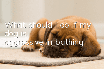 What should I do if my dog ​​is aggressive in bathing?