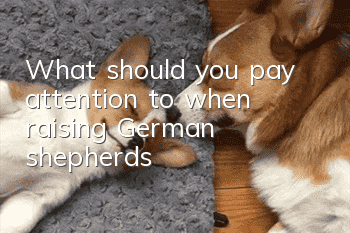 What should you pay attention to when raising German shepherds?