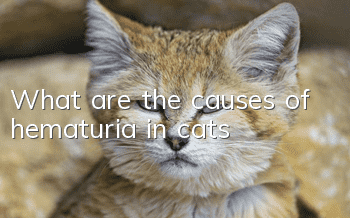 What are the causes of hematuria in cats?