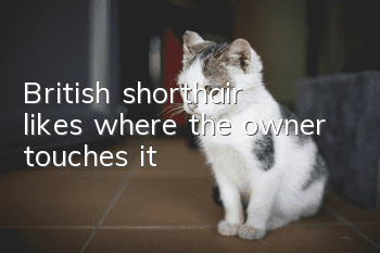 British shorthair likes where the owner touches it