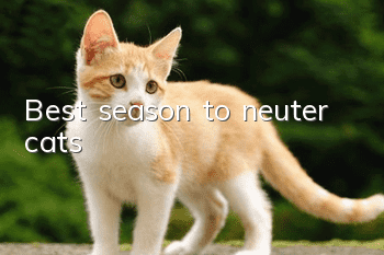 Best season to neuter cats