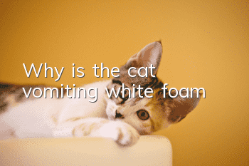 Why is the cat vomiting white foam?