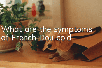 What are the symptoms of French Dou cold?