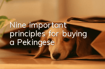 Nine important principles for buying a Pekingese