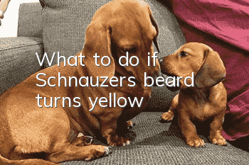 What to do if Schnauzer’s beard turns yellow