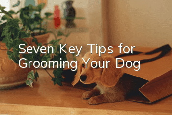 Seven Key Tips for Grooming Your Dog
