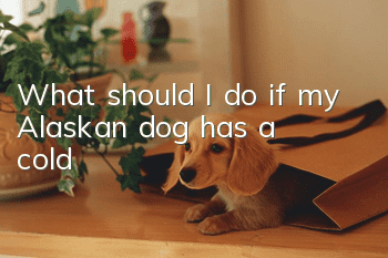 What should I do if my Alaskan dog has a cold?