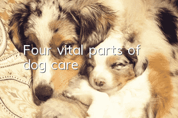 Four vital parts of dog care