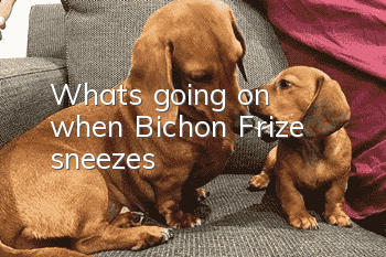 What's going on when Bichon Frize sneezes?