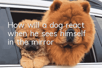 How will a dog react when he sees himself in the mirror?