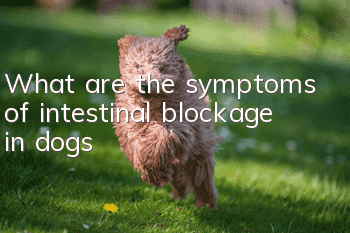 What are the symptoms of intestinal blockage in dogs?