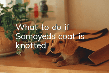 What to do if Samoyed’s coat is knotted
