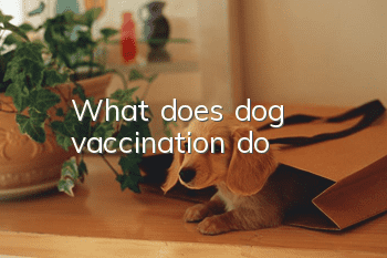 What does dog vaccination do?