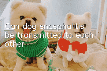 Can dog encephalitis be transmitted to each other?