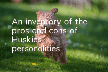 An inventory of the pros and cons of Huskies’ personalities