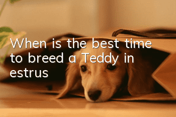 When is the best time to breed a Teddy in estrus?